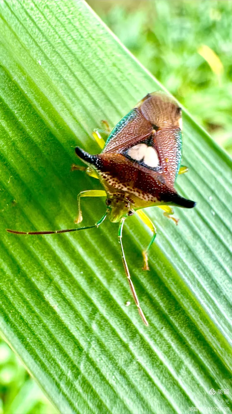 椿象科伊锥同蝽